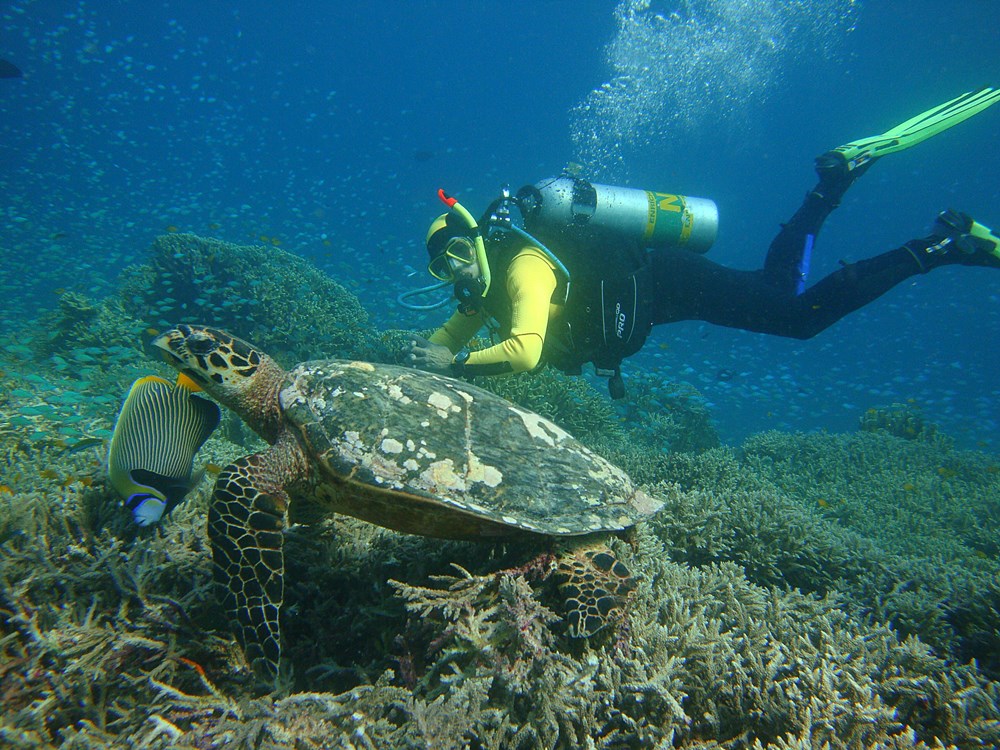 Tauchen in Khao Lak, Thailand