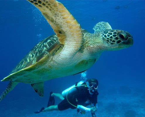 Im Miteinander die Unterwasserwelt erleben