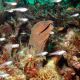 Eine neugierige Muräne vor den Similan Islands
