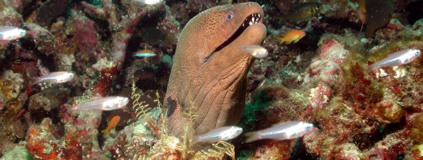 Eine neugierige Muräne vor den Similan Islands