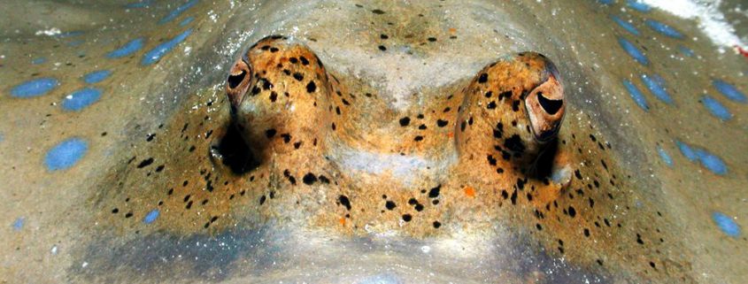 Ein Blaupunktrochen vor den Similans